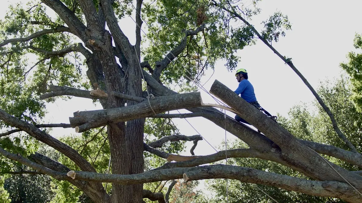 Professional Crown Thinning performed by certified arborists in Rome